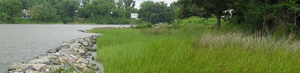 Shoreline marsh grass